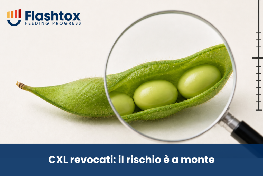 Immagine di un baccello di soia aperto guardato attraverso una lente di ingrandimento ed in sovrimpressione la scritta “CXL revocati: il rischio è a monte”.